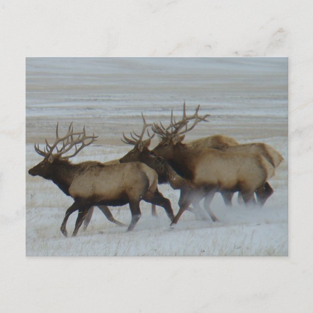 Carte Postale E64 Bull Elk (Devant)