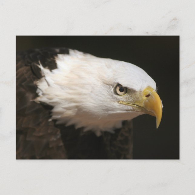 Carte Postale Eagle chauve (Devant)