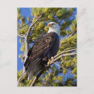 Carte Postale Eagle chauve I