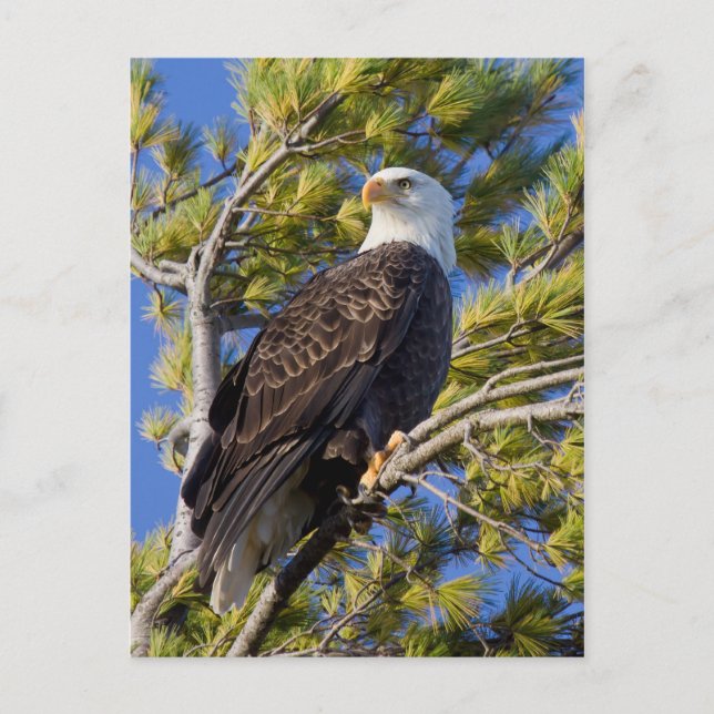Carte Postale Eagle chauve I (Devant)