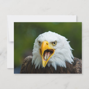 Carte Postale Eagle chauve qui crie