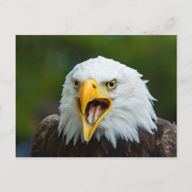 Carte Postale Eagle chauve qui crie (Devant)