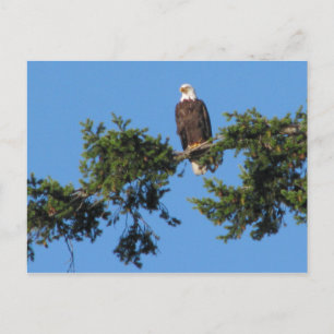 Carte Postale Eagle dans l'arbre