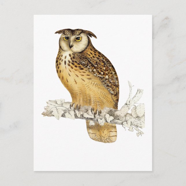 Carte Postale Eagle Owl (Devant)