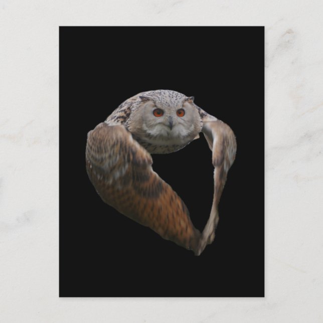 Carte postale Eagle Owl (Devant)