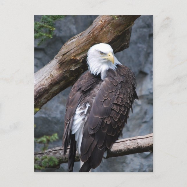 Carte postale Eagle Perch (Devant)