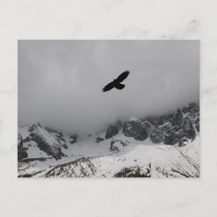 Carte postale Eagle Snowy Mountains
