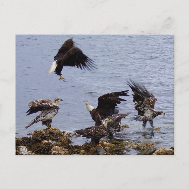 Carte Postale Eagles chauve sur la plage, île d'Unalaska (Devant)