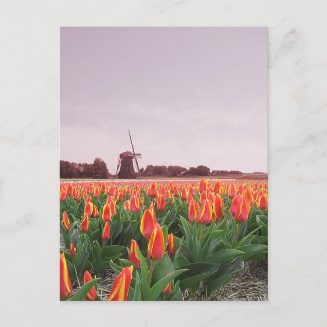 Carte Postale Early Morning Tulip Field & Windmill Holland (Devant)