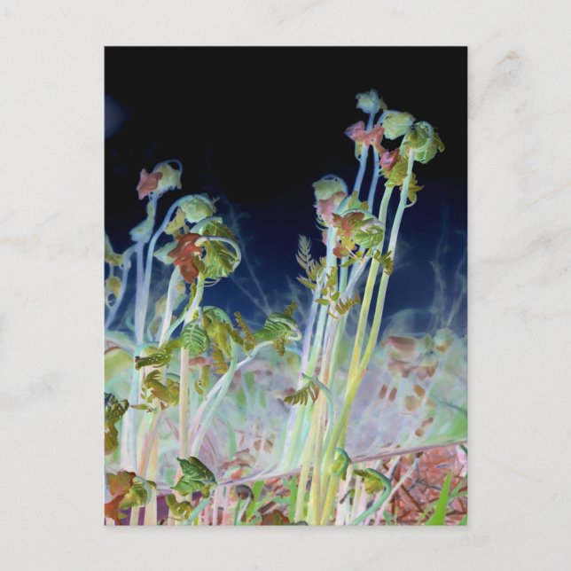 Carte Postale "Early Spring" Numériquement modifié Ferns à tête  (Devant)