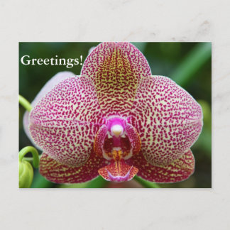 Carte postale - Earth Star