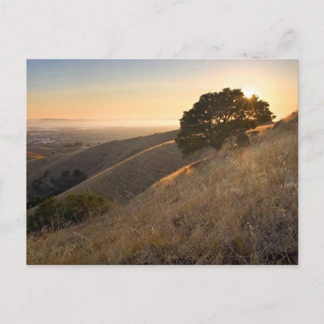 Carte Postale East Bay Hills en été (Devant)