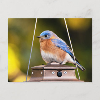 Carte postale Eastern Bluebird