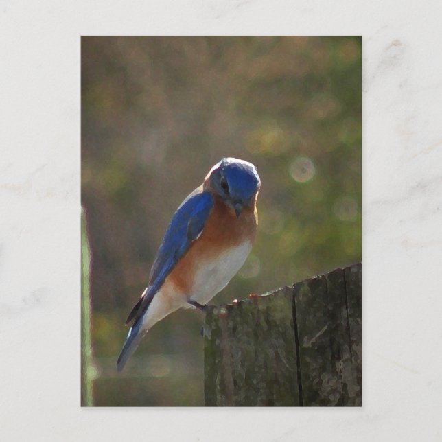 Carte postale Eastern Bluebird (Devant)