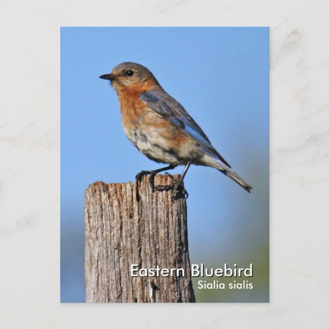 Carte postale Eastern Bluebird (Devant)