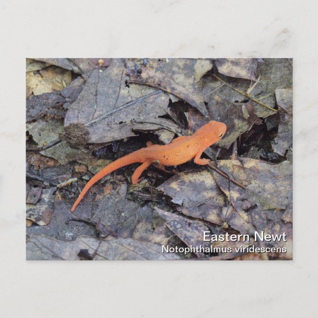 Carte Postale Eastern Newt (Devant)