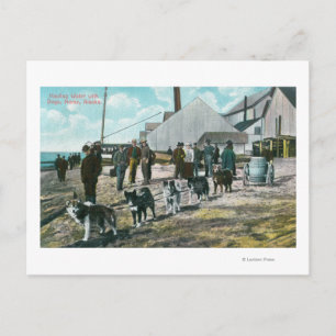 Carte Postale Eau de Hauling avec Chiens Nome, AK