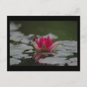 Carte Postale Eau Lilly