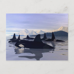 Carte Postale Eau Lumineuse Orca