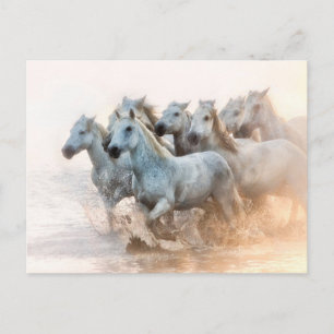 Carte Postale Eau méditerranéenne au lever du soleil