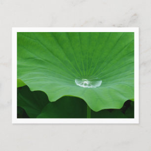 Carte Postale Eau pluviale sur une feuille de lotus : Japon