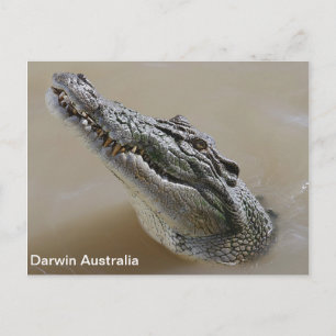 Carte Postale Eau salée Crocodile Darwin Australie