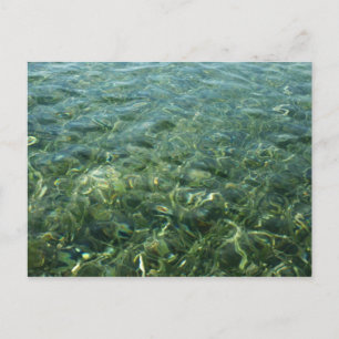 Carte Postale Eau sur l'herbe marine I Nature caraïbe
