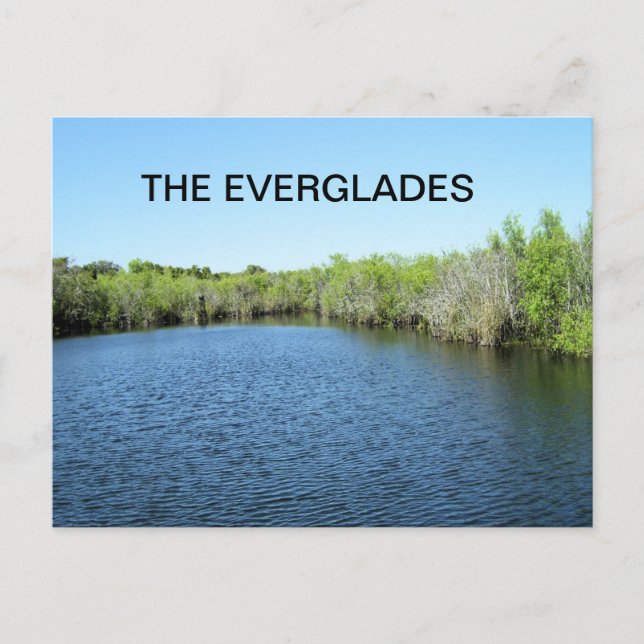CARTE POSTALE EAUX DES EVERGLADES (Devant)