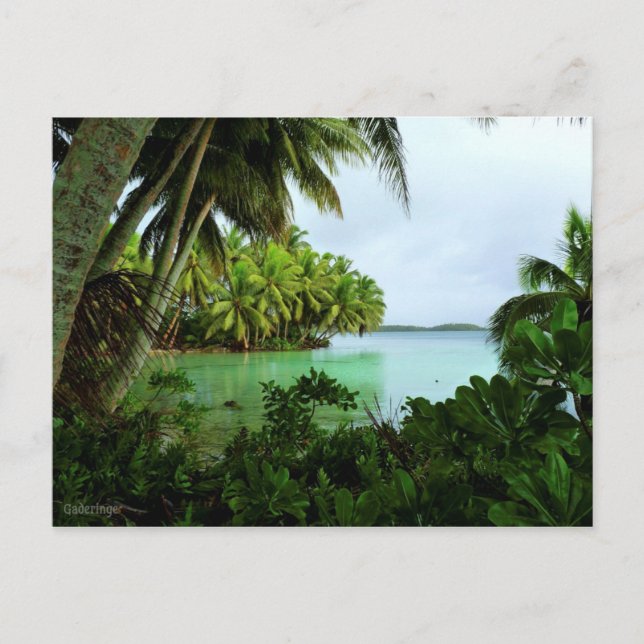 Carte Postale Eaux turquoise paradisiaques et palmiers (Devant)