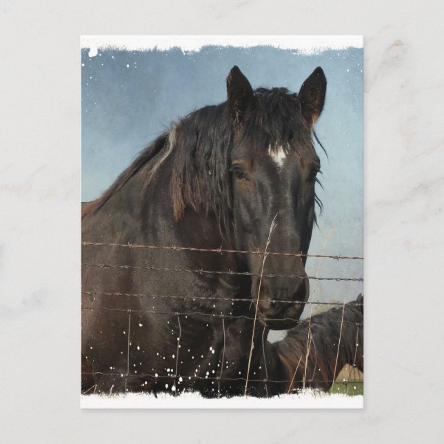 Carte Postale Ébauche de chevaux dans un pâturage (Devant)