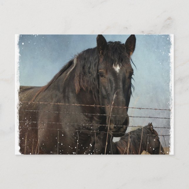 Carte Postale Ébauche de chevaux dans un pâturage (Devant)