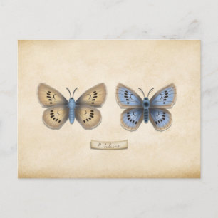 Carte Postale Écarce Grand Papillon Bleu Spécimen Personnalisabl