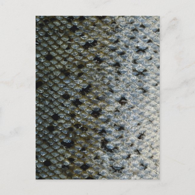 Carte Postale Échelles de poisson 2 (Devant)