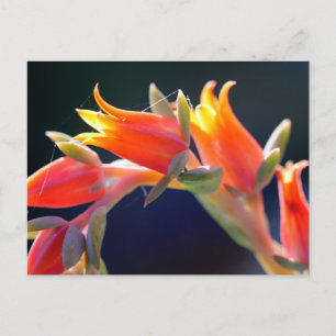 Carte Postale Echeveria fleurs de poules et poussins