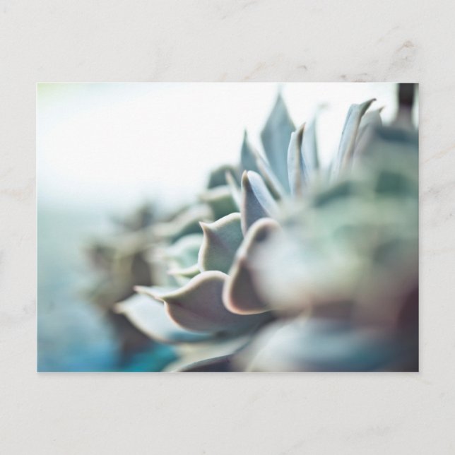 Carte Postale Echeveria succulent (Devant)