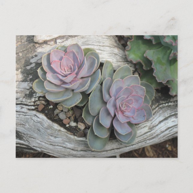 Carte Postale Echeveria succulent (Devant)