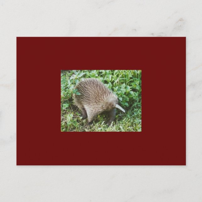 CARTE POSTALE ECHIDNA (Devant)