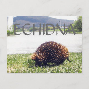 Carte Postale ECHIDNA animal nature personnaliser personnalisati