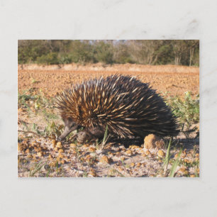 Carte Postale Echidna Trouver De La Nourriture Sur Le Sol