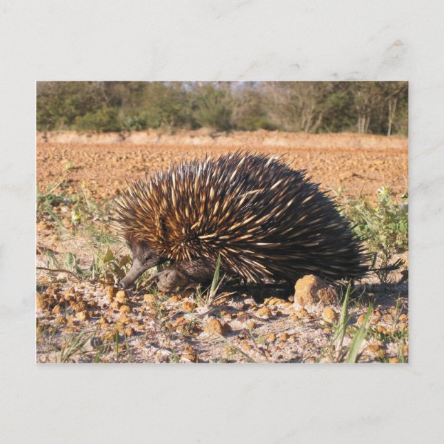 Carte Postale Echidna Trouver De La Nourriture Sur Le Sol (Devant)