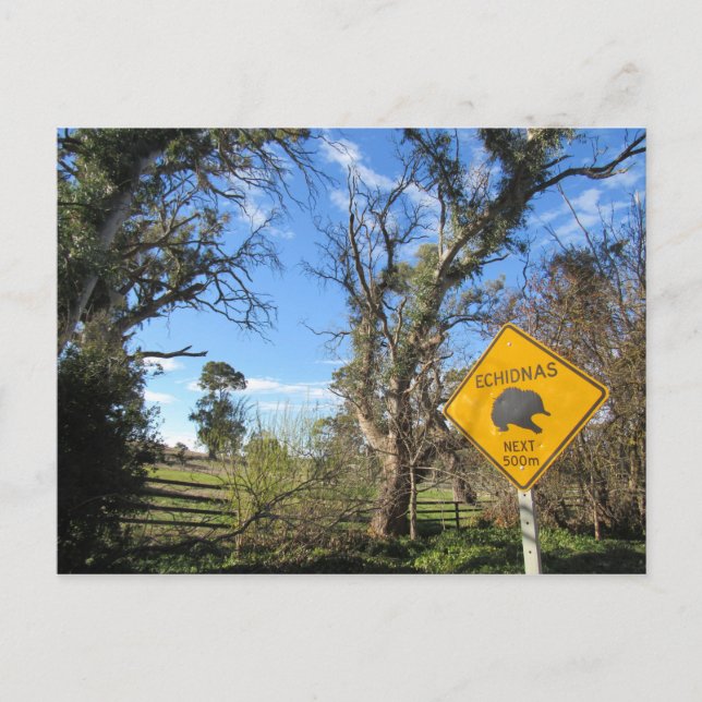 Carte Postale echidnas devant (Devant)