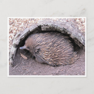 Carte Postale échidné