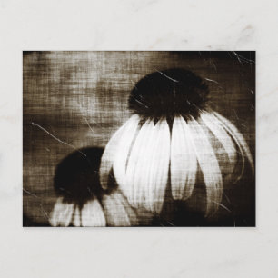 Carte Postale Echinacea Dark Dreams