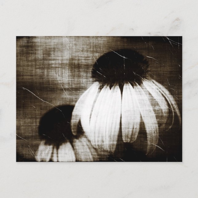 Carte Postale Echinacea Dark Dreams (Devant)