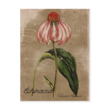Carte postale Echinacea de style vintage