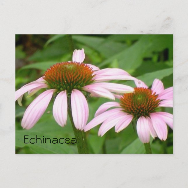 Carte postale Echinacea Floral Botanique Rose (Devant)