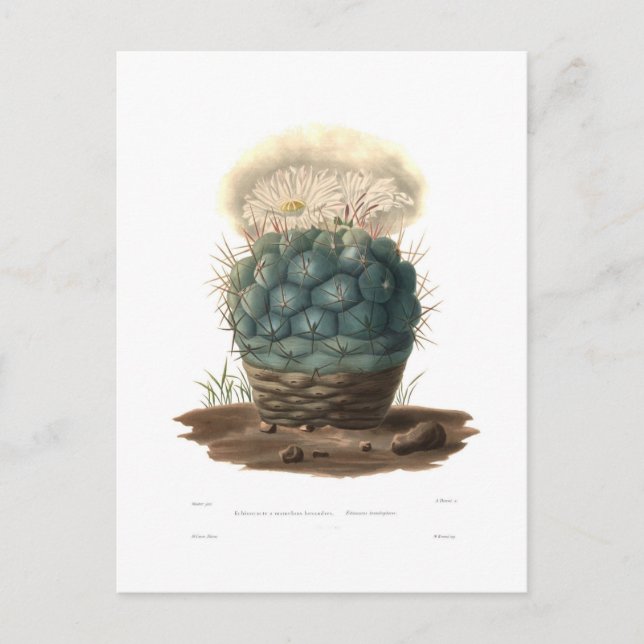 Carte Postale Échinocactus (Devant)