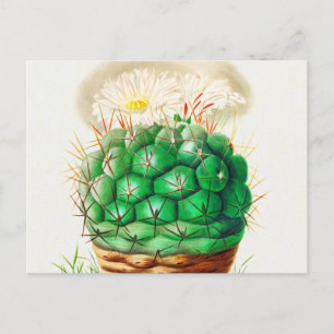 Carte Postale Echinocactus Cactus vintage illustré