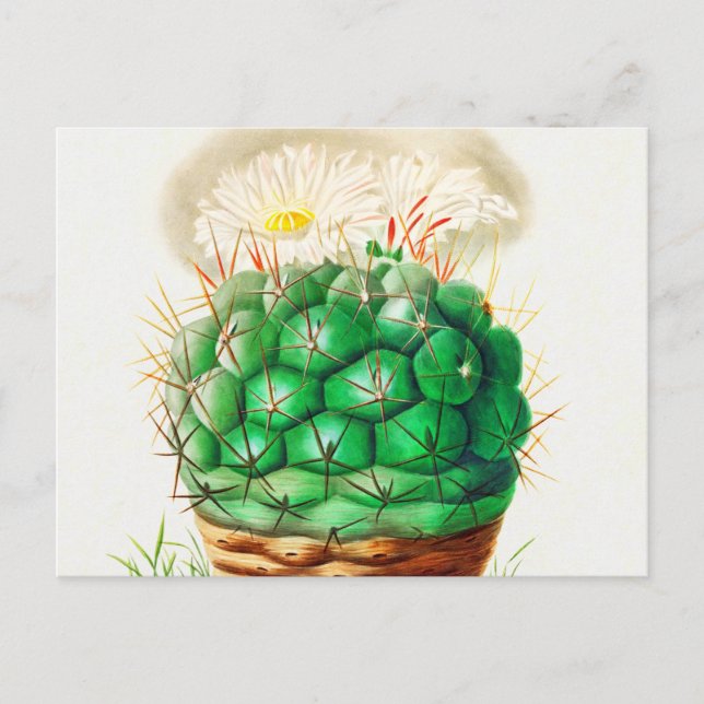 Carte Postale Echinocactus Cactus vintage illustré (Devant)