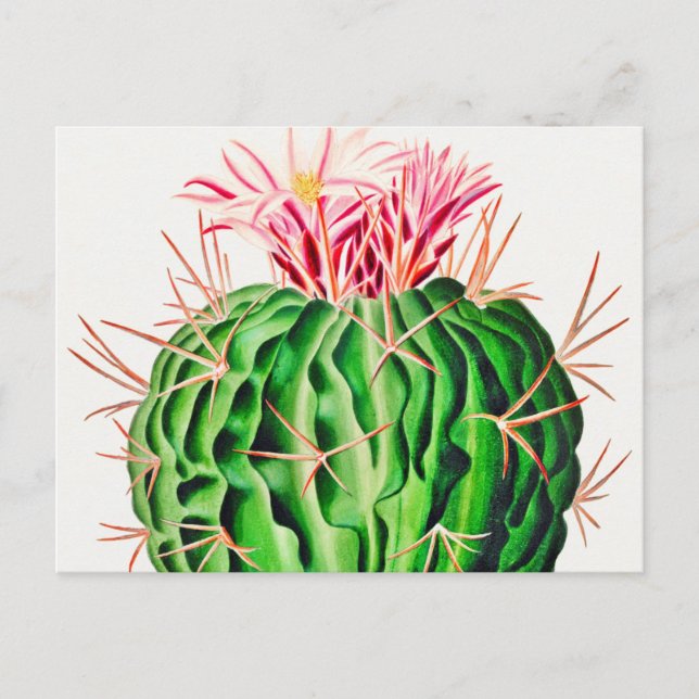 Carte Postale Echinocactus Pentacanthus Cactus vintage (Devant)